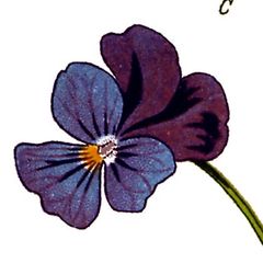 A violet heartsease from a botanical plate: two dark petals above a bright centre, like a little face.