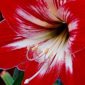 Close-up of a red and white amaryllis: fine red lines on each petal lead to a pale centre, where curved white stamens end in yellow tips.