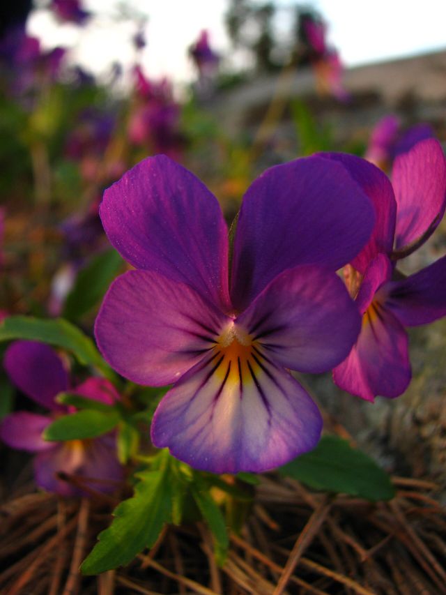 A violet heartsease in evening light; fine dark lines on its petals lead to a yellow centre.