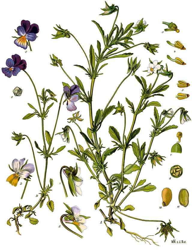 Botanical plate of the wild pansy, Viola tricolor: roots, stems, leaves, buds, flowers and seed capsules.
